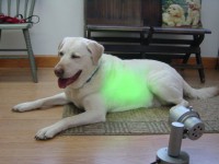 /album/biolampa-pre-zvierata/colorlighttherapy-1-jpg/